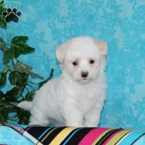 Jimmy, Maltipoo Puppy